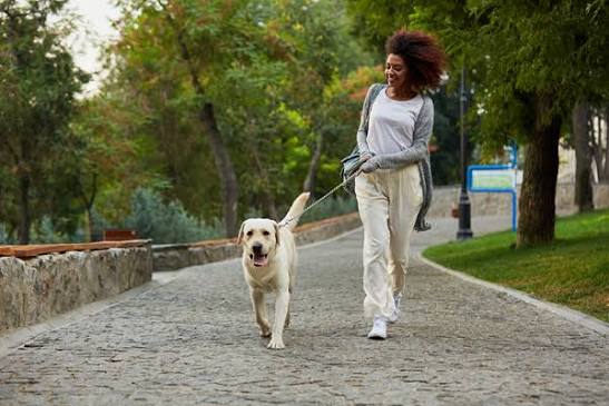Dog Walking Services In Mckinney
